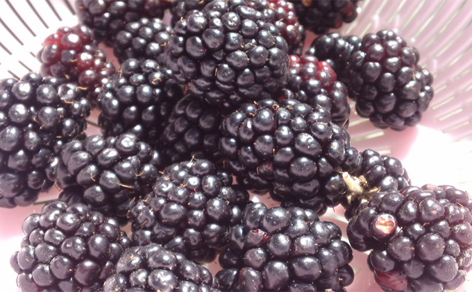 ふらのラズベリージャム3種 4本セット (果物 ジャム フルーツ 贈り物 ギフト 甘い 手作り 北海道 送料無料 道産 富良野 ふらの)