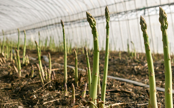 【2026年春発送】北海道 富良野産 アスパラガス M～2Lサイズ 約800g  ハウス栽培 (山本農園) 野菜 新鮮 直送 朝採り アスパラガス 道産 北海道 ふらの