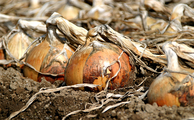 【北海道富良野産】L～2L サイズ 玉ねぎ 約10kg (JAふらの) たまねぎ 玉葱 タマネギ 野菜 新鮮 直送 道産 ふらの 送料無料 数量限定 先着順