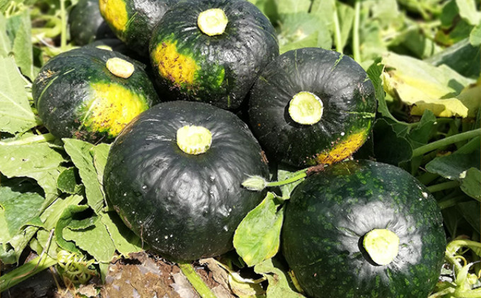 【2026年10月上旬より発送】北海道 富良野市産 かぼちゃ「ブラックのジョー」 10kg (中山農園) 野菜 新鮮 直送 いも 道産 ふらの 送料無料 数量限定 先着順 北海道 富良野市 ほくほく 秋