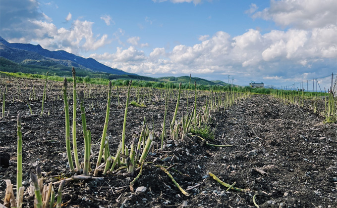 【2026年春発送】北海道 富良野産 アスパラガス M～2Lサイズ混合 約800g 露地栽培 (山本農園)  野菜 新鮮 直送 朝採り アスパラガス 道産 北海道 ふらの