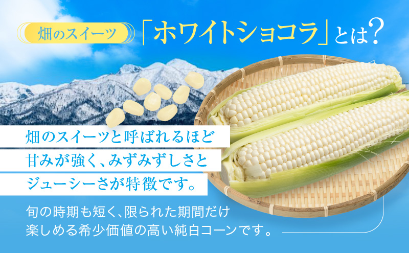 【2026年7月中旬～発送】北海道 富良野産 ホワイトコーン『ホワイトショコラ』BIG 2L サイズ 10本 とうもろこし (NORTH FUN) とうもろこし とうきび コーン 野菜 新鮮 甘い ジューシー 贈り物 ギフト 道産 直送 ふらの とうもろこし トウモロコシ 白とうもろこし ホワイト