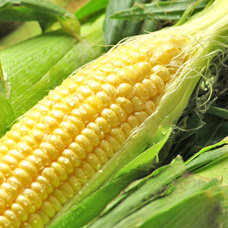 【2026年夏発送】生で食べられる！とうもろこし 富良野産 ゴールドラッシュ 5本 とうきび 野菜