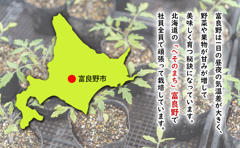 【2026年夏発送】ふらの ミニトマト 1kg（品種：ほれまる）北海道 富良野市 野菜 新鮮 直送 トマト 道産 ふらの 送料無料 数量限定 先着順