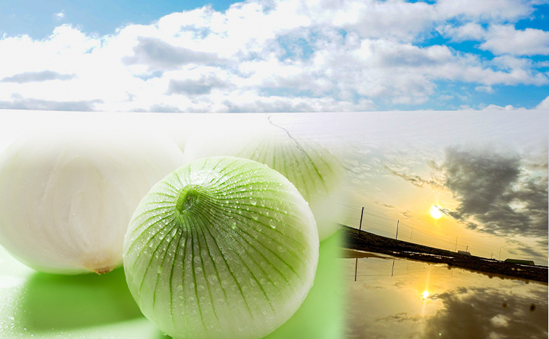 【先行予約】【10月中旬より順次発送】【梨同等の甘さ！ジューシーで甘い玉ねぎが採れました】富良野産たまねぎL 約10kg まっくオニオン 玉ねぎ 北海道 富良野