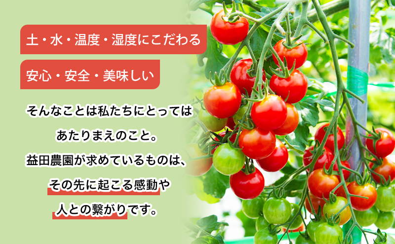 【数量限定・2025年7月中旬～順次発送】富良野 益田農園産 ミニトマト 約1kg トマト ギフト 北海道 富良野市 野菜 とれたて 新鮮 限定 数量限定 (益田農園)