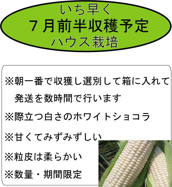 2026年夏発送【数量・期間限定】一足早く7月前半出荷予定 ふらの産 ホワイトとうきび10本［2L］ホワイトショコラ 富良野 北海道  とうもろこし 甘い 白 野菜 果物 朝採り