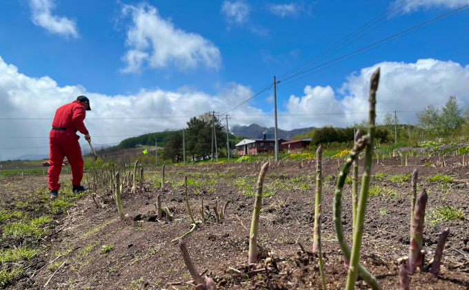【2026年5月より発送】北海道 富良野市産 アスパラ 緑 (Lサイズ) 約500g 朝どり 露地 グリーン アスパラガス 詰め合わせ 野菜 新鮮 数量限定 先着順【藏ファーム】