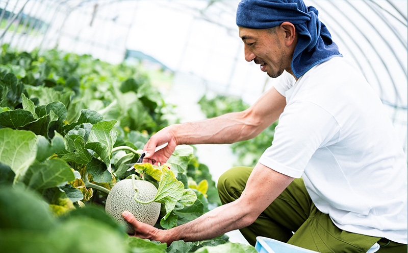 【2026年7月上旬より順次発送】ふらのメロン「陽 ～HARU～」大箱(8kg以上：大玉×4玉) ( 赤肉 )( くりす農園 )