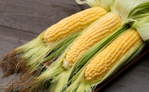 【2026年夏発送】北海道 富良野産 生で食べられる とうもろこし【恵味(めぐみ)】 10本 コーン