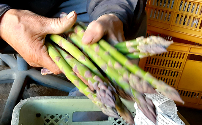 【2025年5月中旬～出荷】朝採り 露地 グリーン アスパラ L-Mサイズ 1kg ＆アスパラ キッシュ 北海道 富良野市 (バリアフリーの宿＆カフェ いつか富良野へ)お菓子 スイーツ デザート おやつ 贈り物 ギフト 手作り 北海道 送料無料 道産 富良野 ふらの 詰め合わせ