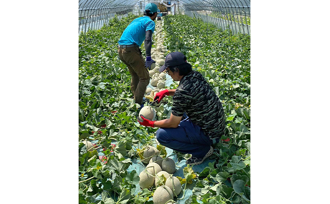 【2025年7月中旬～発送】北海道 ふらの 赤肉メロン 1玉入り 約1.6kg (守田農園) メロン フルーツ 果物 新鮮 甘い 贈り物 ギフト 道産 ジューシー おやつ ふらの ブランド 夏