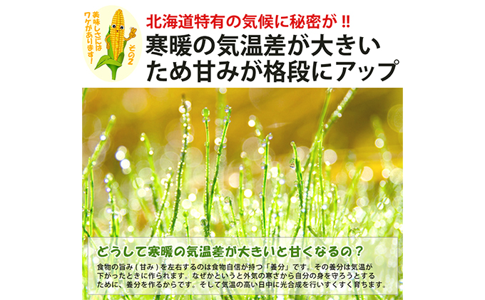【2026年夏発送】とうもろこし ピュアホワイト 10本 L～2Lサイズ 富良野産 生で食べられる