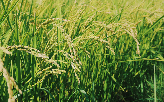 【令和7年度新米】北海道 富良野産 おぼろづき 減農薬 10kg 新米 米 (山本農園) お米 ご飯 ごはん 白米 定期 送料無料 北海道 富良野市 道産 直送 ふらの