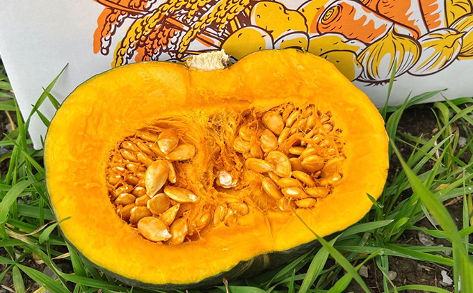 【2025年秋～発送】北海道 富良野産 甘ほくカボチャ 10kg かぼちゃ (山本農園) 野菜 新鮮 直送 いも 道産 ふらの 送料無料 数量限定 先着順 北海道 富良野市 ほくほく 秋