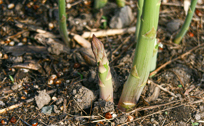 【2026年春発送】北海道 富良野産 アスパラガス 極太 2Lサイズ 800g ハウス栽培 (山本農園) 野菜 新鮮 直送 朝採り アスパラガス 道産 北海道 ふらの