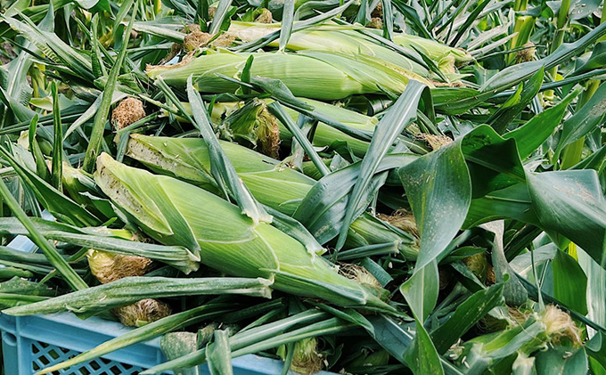 【2025年7月中旬発送】北海道 富良野産 ホワイトショコラ ハウス栽培 2Lサイズ 10本 白い とうもろこし (山本農園)