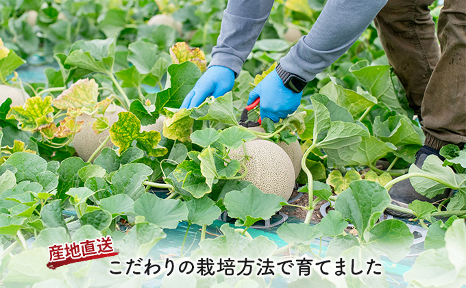 【2026年夏発送】北海道 富良野産 赤肉メロン 3玉 1.5kg～2kgサイズ ふらの メロン ギフト 果物 赤玉(榎本農園) メロン フルーツ 果物 新鮮 甘い 贈り物 ギフト 道産 ジューシー おやつ ふらの ブランド 夏