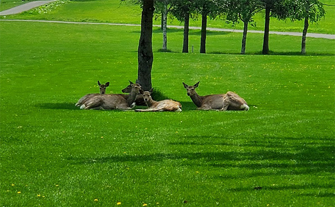 【2025～2026年度シーズン期間利用可能】ゴルフコース 一般全日ペアプレー券 1R北コース18ホール 空知川ラベンダーの森 北海道 富良野市 芦別市