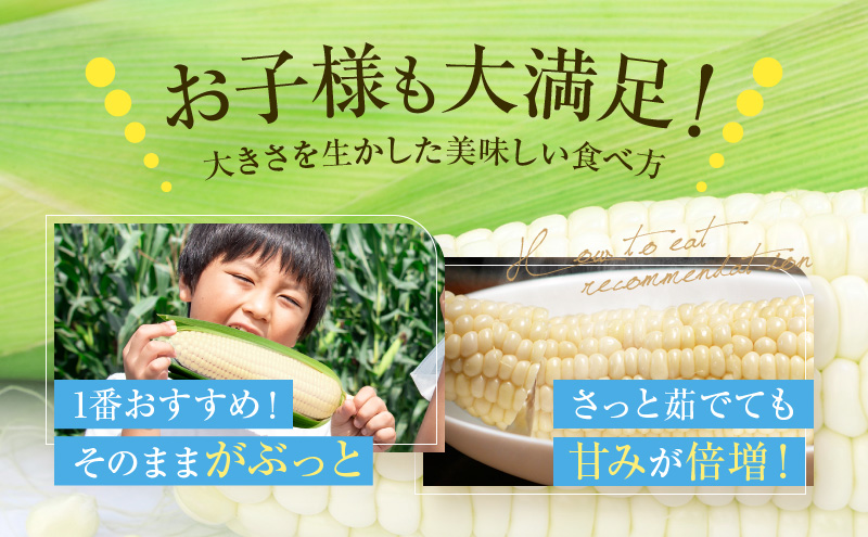 【2026年7月中旬～発送】北海道 富良野産 ホワイトコーン『ホワイトショコラ』BIG 2L サイズ 10本 とうもろこし (NORTH FUN) とうもろこし とうきび コーン 野菜 新鮮 甘い ジューシー 贈り物 ギフト 道産 直送 ふらの とうもろこし トウモロコシ 白とうもろこし ホワイト