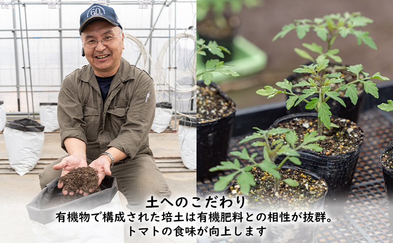 【2026年夏発送】ふらの ミニトマト 1kg（品種：ラブリーさくら）北海道 富良野市 野菜 新鮮 直送 トマト 道産 ふらの 送料無料 数量限定 先着順