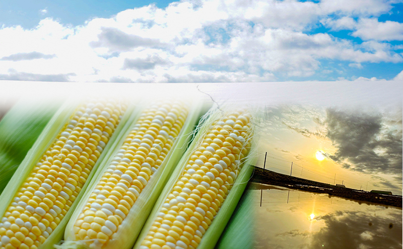 2026年発送 富良野産 生のまま食べれる！とうもろこし まっくコーン　11本　北海道 富良野市 とうきび とうもろこし 旬 季節 ふらの 甘い コーン