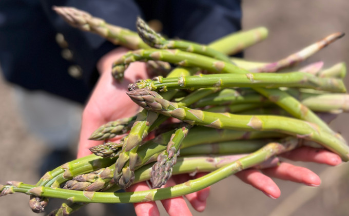 【2026年5月より発送】北海道 富良野市産 アスパラ 緑 (Mサイズ) 約500g 朝どり 露地 グリーン アスパラガス 詰め合わせ 野菜 新鮮 数量限定 先着順【藏ファーム】
