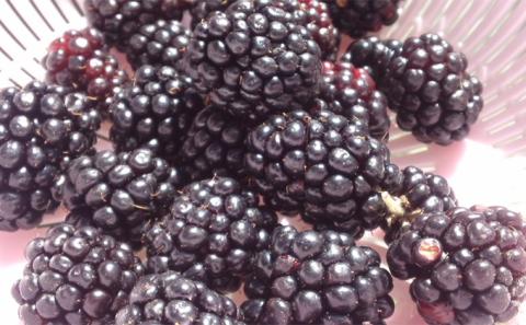 ふらの 3種の ラズベリー ジャム 食べ比べ セット 6本 (果物 ジャム フルーツ 贈り物 ギフト 甘い 手作り 北海道 送料無料 道産 富良野 ふらの)