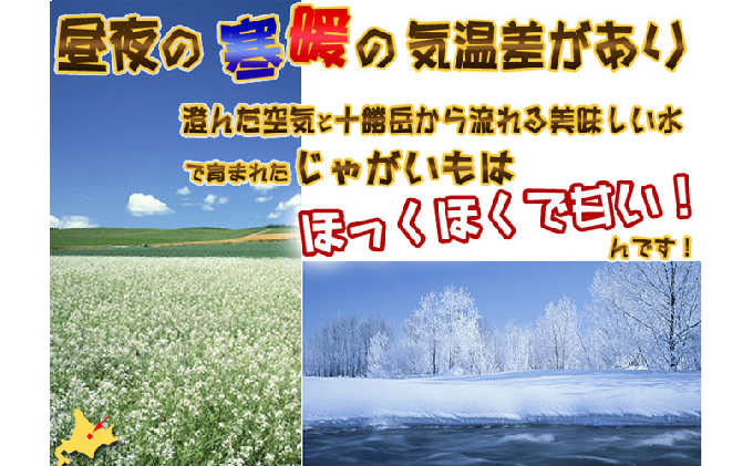 【2025年11月中旬～発送】北海道 富良野産 じゃがいも(男爵)＆玉ねぎ セット10kg (スイートベジタブルファクトリー) 野菜 新鮮 直送 いも 道産 ふらの 送料無料 数量限定 先着順
