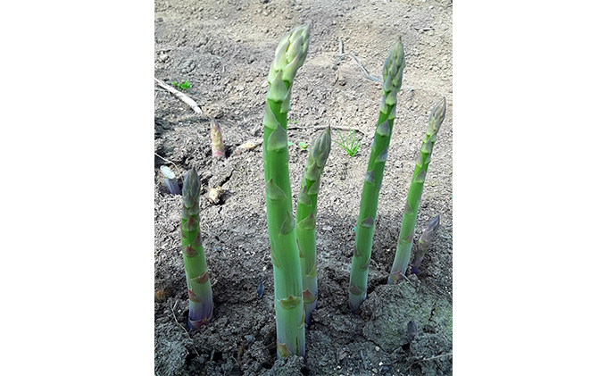 【2025年4月～出荷】朝採り ハウス グリーン アスパラ 1kg＆アスパラ キッシュ 北海道 富良野市 (バリアフリーの宿＆カフェ いつか富良野へ) 野菜 新鮮 直送 朝採り アスパラガス 道産 北海道 ふらの