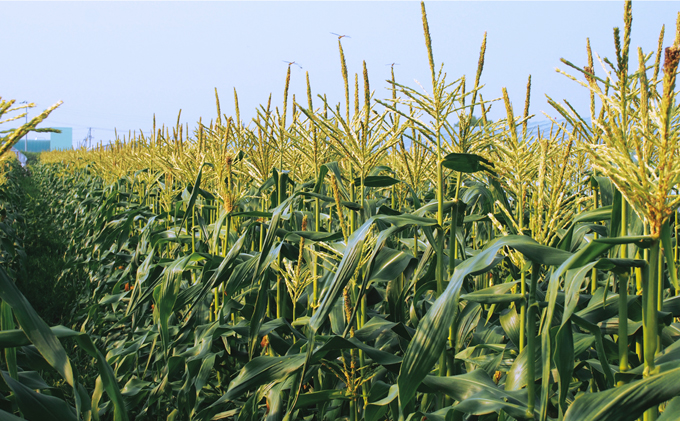 【2026年7月中旬～発送】朝もぎ とうもろこし 恵味 めぐみ 10本 L-2L 北海道 富良野市 (大島農園)