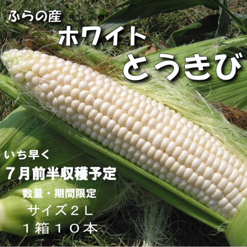 2026年夏発送【数量・期間限定】一足早く7月前半出荷予定 ふらの産 ホワイトとうきび10本［2L］ホワイトショコラ 富良野 北海道  とうもろこし 甘い 白 野菜 果物 朝採り
