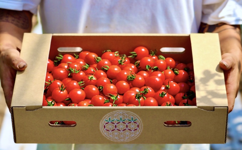 【2026年夏発送】富良野産 ミニトマト (赤) 約3kg (阿部農園) トマト ミニトマト 野菜 新鮮 農家直送 北海道 富良野市