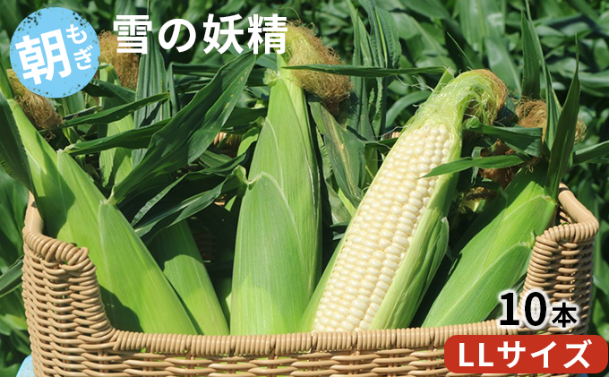 ＜2026年発送 先行受付＞ 北海道 富良野産 “朝もぎ” ホワイトコーン「雪の妖精」10本 LLサイズ (ウエノ農園 富良野) とうもろこし とうきび コーン 野菜 新鮮 甘い ジューシー 贈り物 ギフト 道産 直送 ふらの