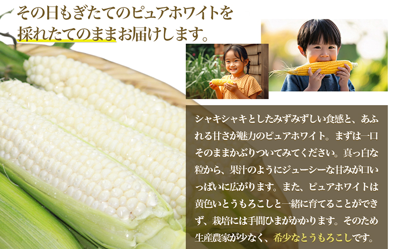 【2026年夏発送】とうもろこし ピュアホワイト 5本 L～2Lサイズ 富良野産 生で食べられる 野菜