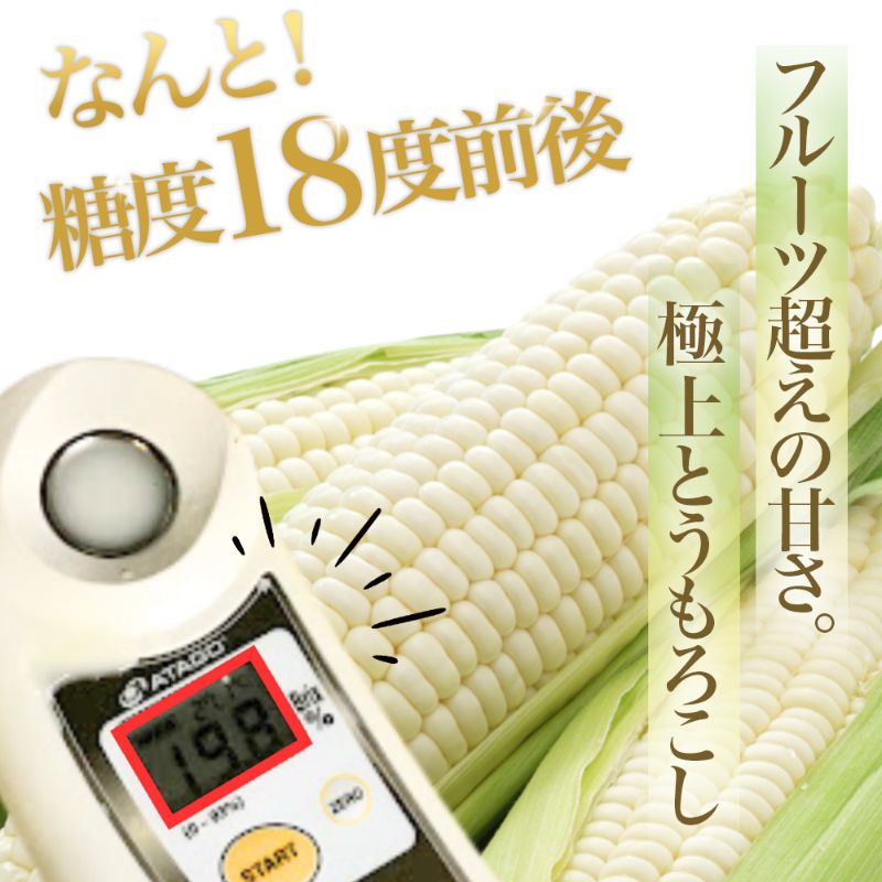 【2026年夏発送】とうもろこし ピュアホワイト 5本 L～2Lサイズ 富良野産 生で食べられる 野菜