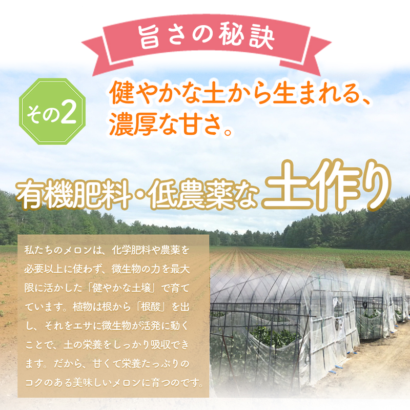 【2026年7月中旬～発送】※訳あり※ 富良野 メロン 2Lサイズ 約1.6kg【1玉】北海道 富良野市(スイートベジタブルファクトリー) 訳あり メロン フルーツ 果物 新鮮 甘い 道産 ジューシー おやつ ふらの