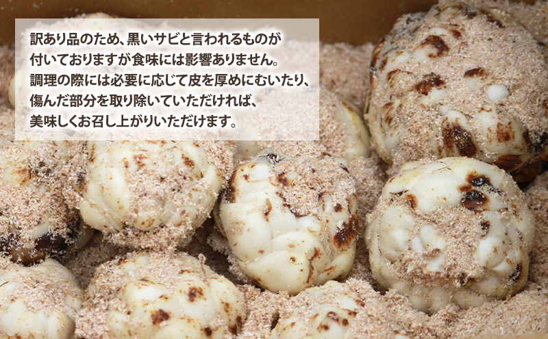 【2025年10月下旬～発送】甘くてホクホク！北海道富良野産 訳あり ゆり根【1kg】 (スイートベジタブルファクトリー) 野菜 新鮮 直送 朝採り ゆりね ゆり根 道産 北海道 ふらの