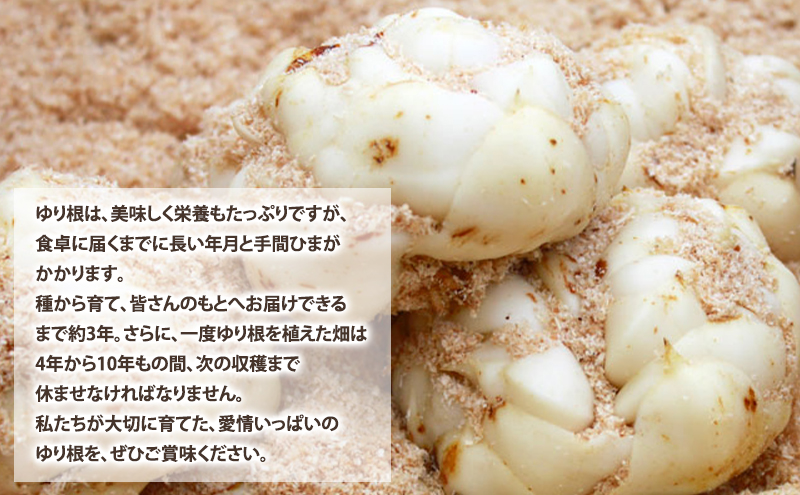 【2025年10月下旬～発送】甘くてホクホク！北海道富良野産 訳あり ゆり根【1kg】 (スイートベジタブルファクトリー) 野菜 新鮮 直送 朝採り ゆりね ゆり根 道産 北海道 ふらの