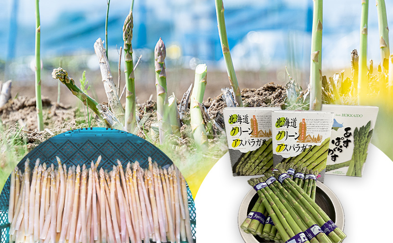 【2026年春発送】数量限定 グリーンアスパラ ホワイトアスパラ 計約2kg  野菜 アスパラ アスパラガス 新鮮 北海道 富良野