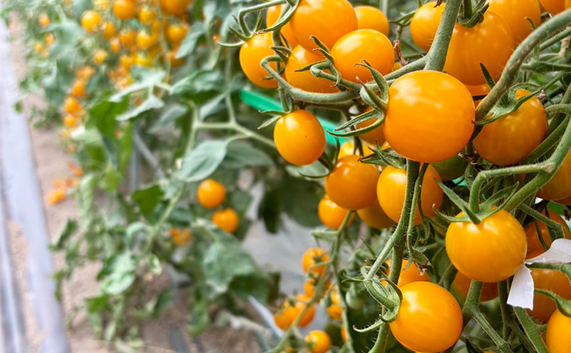 完熟 黄ミニトマト 100% ストレートジュース  720ml×1本 (阿部農園) トマトジュース トマト ミニトマト ジュース 濃厚 野菜 飲料 ソフトドリンク 瓶 北海道 富良野市