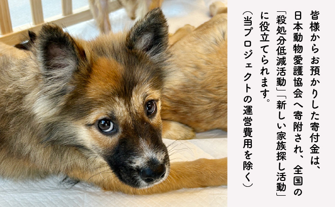 日本動物愛護協会殺処分低減活動への寄附【犬猫殺処分ゼロ】（返礼品なし）【MRI-AiD】【寄付額：2万円】【pr-0902-5】