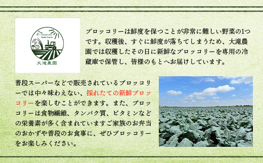 北海道恵庭産採れたてブロッコリー6個【80001002】