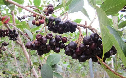 北海道伊達大滝産アロニアベリーの【赤いはちみつ】お試しセット「赤いはちみつのあるくらし」 約2.5g×8本入×2パック