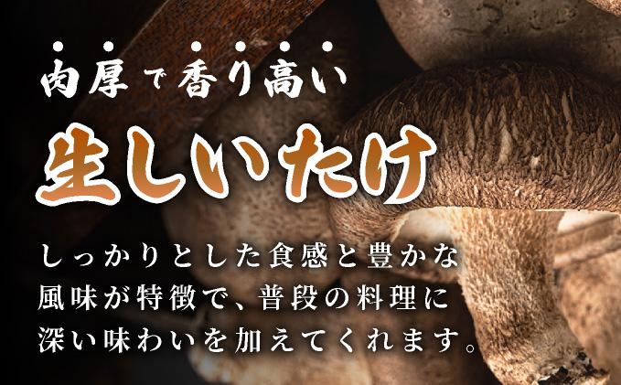 訳あり 湘南しいたけ 生 しいたけ 1.5kg 規格外 訳アリ しいたけ シイタケ 椎茸 きのこ キノコ ヘルシー 栄養 肉厚 ジューシー フレッシュ 国産 産地直送 アレンジ BBQ バーベキュー 北海道 伊達市【農福連携】