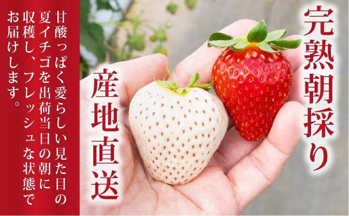 ＜2026年先行予約＞ サラダないちご（赤）ご褒美 苺 最旬 贈答 ギフト プレゼント 果物 フルーツ イチゴ 北海道 伊達【ecg-002】 赤