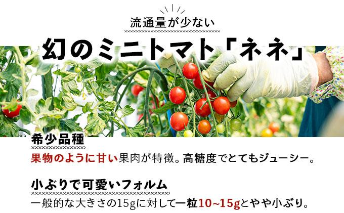 【2026年先行予約】北海道産 ミニトマト ネネ 約6kg フルーツトマト プチトマト 甘い 濃厚 彩り 鮮やか 希少 お中元 お歳暮 暑中見舞い 帰省土産 ご自宅用 産地直送 大滝農園 送料無料 北海道 伊達［55250835］ 約6kg