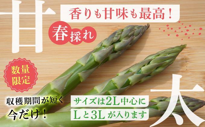 【2026年先行予約】太くてあまーい 北海道産 春芽 アスパラ (約2kg／LL中心＋3L・L混合) 先行予約 新鮮 採れたて直送 旬 野菜 あすぱら 農家直送 北海道 2kg