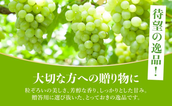 ＜先行予約＞シャインマスカット 2房（1kg以上）化粧箱入り 2房(1kg以上)