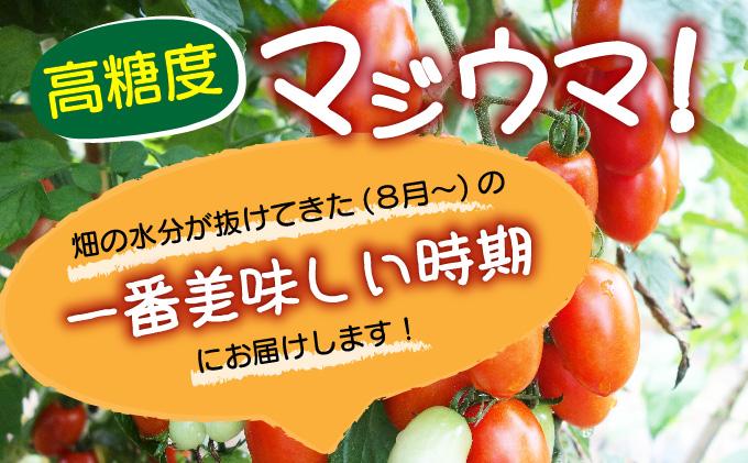 【2026年先行予約】北海道 伊達 岡本園芸 ミニトマト 高糖度 約4kg【マジウマ！トマト】 4kg